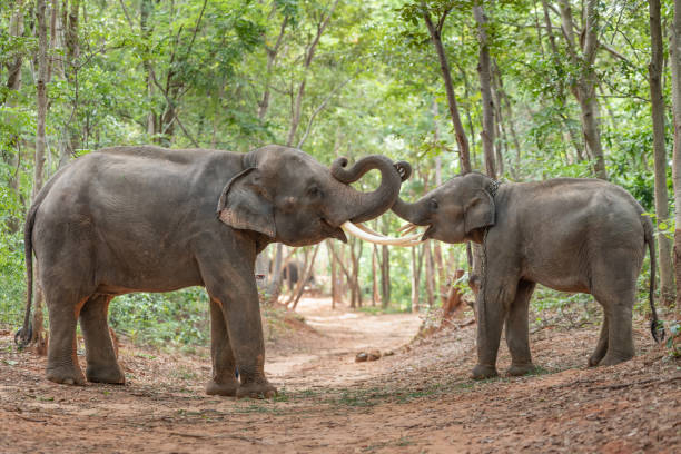 Thailand Info Guide - best things to do in Chiang Rai